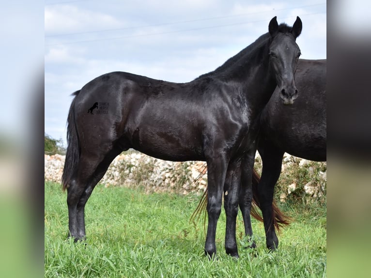 Menorcaanse Hengst 2 Jaar 160 cm Zwart in Menorca