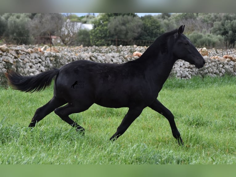 Menorcaanse Hengst 2 Jaar 160 cm Zwart in Menorca