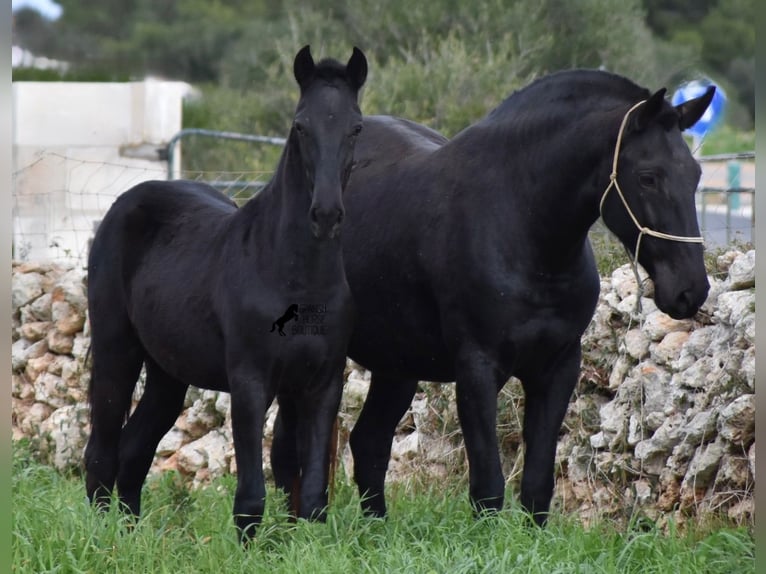 Menorcaanse Hengst 2 Jaar 160 cm Zwart in Menorca