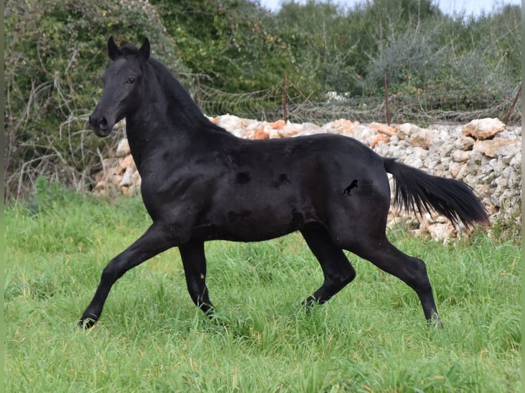 Menorcaanse Hengst 2 Jaar 160 cm Zwart in Menorca