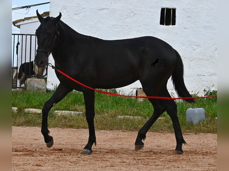 Menorcaanse Hengst 2 Jaar 160 cm Zwart in Menorca