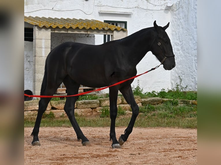 Menorcaanse Hengst 2 Jaar 160 cm Zwart in Menorca