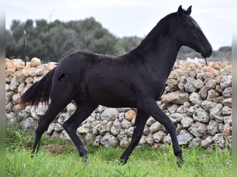 Menorcaanse Hengst 2 Jaar 160 cm Zwart in Menorca