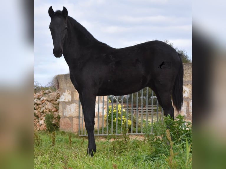 Menorcaanse Hengst 2 Jaar 160 cm Zwart in Menorca