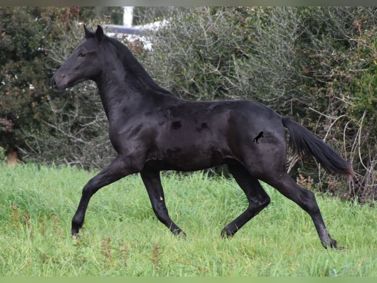 Menorcaanse Hengst 2 Jaar 160 cm Zwart in Menorca