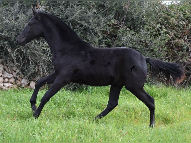 Menorcaanse Hengst 2 Jaar 160 cm Zwart in Menorca