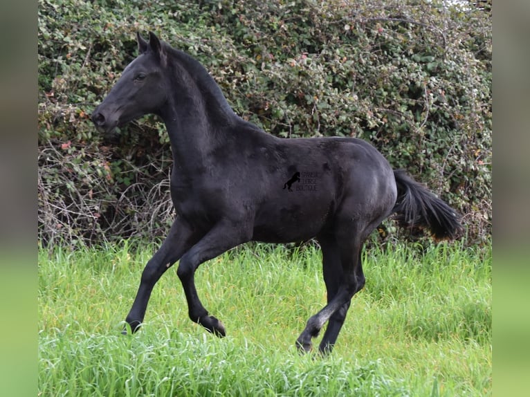 Menorcaanse Hengst 2 Jaar 160 cm Zwart in Menorca