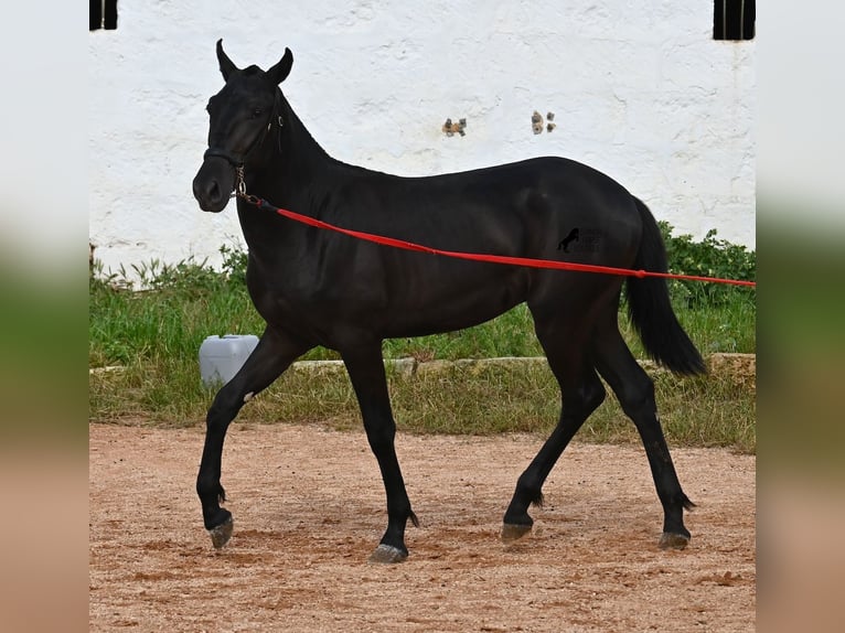 Menorcaanse Hengst 2 Jaar 160 cm Zwart in Menorca