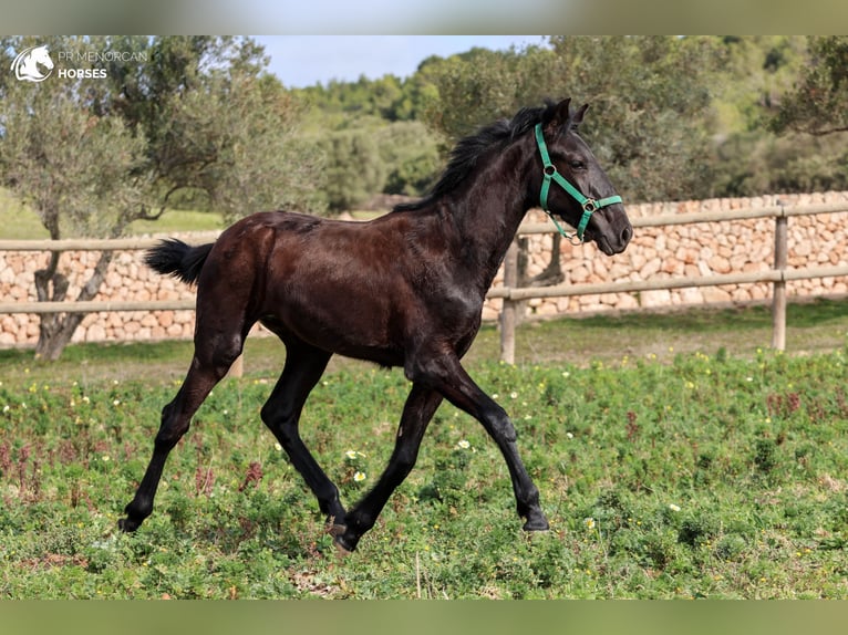 Menorcaanse Hengst 2 Jaar 160 cm Zwart in Menorca