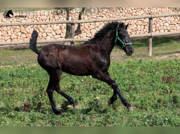 Menorcaanse Hengst 2 Jaar 160 cm Zwart in Menorca