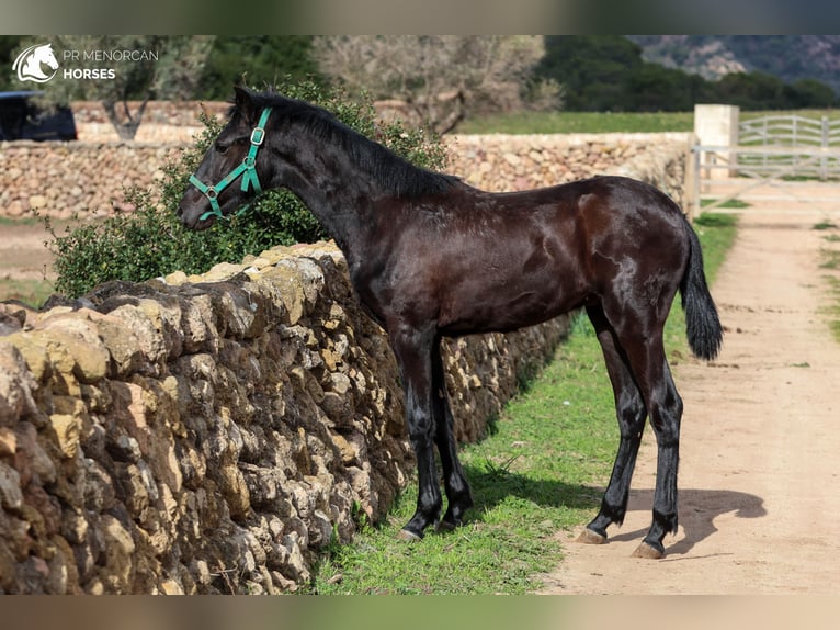 Menorcaanse Hengst 2 Jaar 160 cm Zwart in Menorca