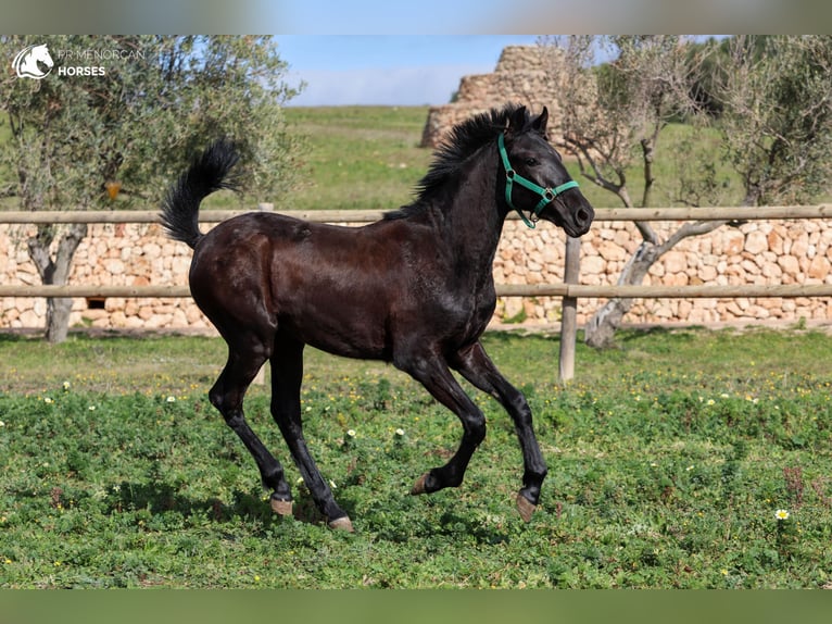 Menorcaanse Hengst 2 Jaar 160 cm Zwart in Menorca