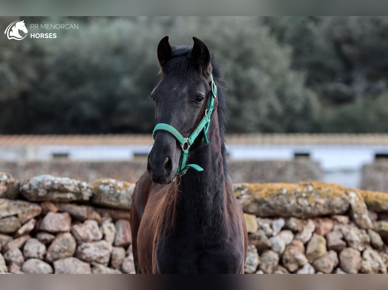 Menorcaanse Hengst 2 Jaar 160 cm Zwart in Menorca