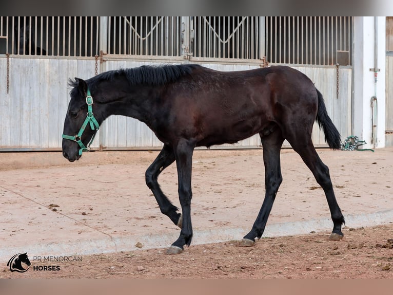 Menorcaanse Hengst 2 Jaar 160 cm Zwart in Menorca