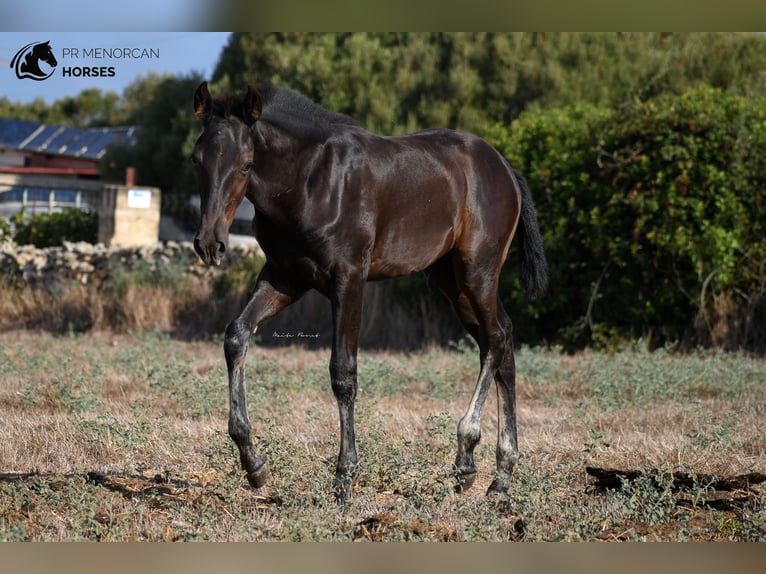 Menorcaanse Hengst 2 Jaar 161 cm Zwart in Menorca