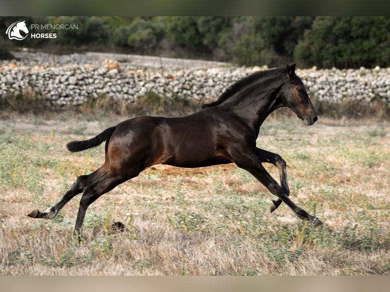 Menorcaanse Hengst 2 Jaar 161 cm Zwart in Menorca