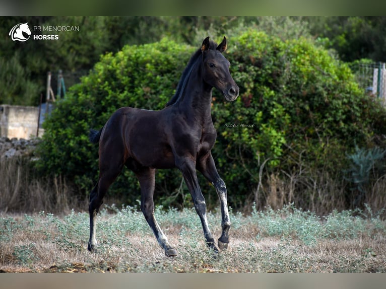 Menorcaanse Hengst 2 Jaar 161 cm Zwart in Menorca