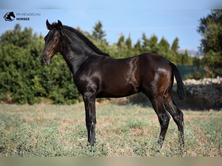 Menorcaanse Hengst 2 Jaar 161 cm Zwart in Menorca