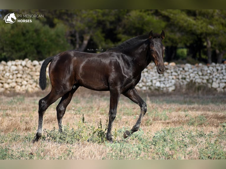 Menorcaanse Hengst 2 Jaar 161 cm Zwart in Menorca