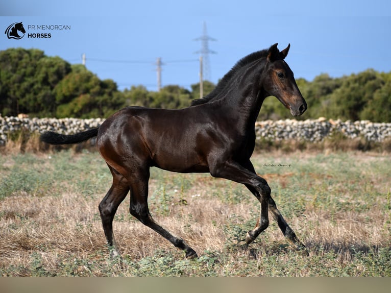 Menorcaanse Hengst 2 Jaar 161 cm Zwart in Menorca