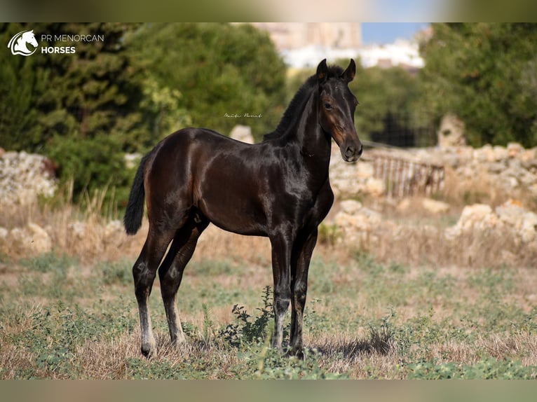 Menorcaanse Hengst 2 Jaar 161 cm Zwart in Menorca