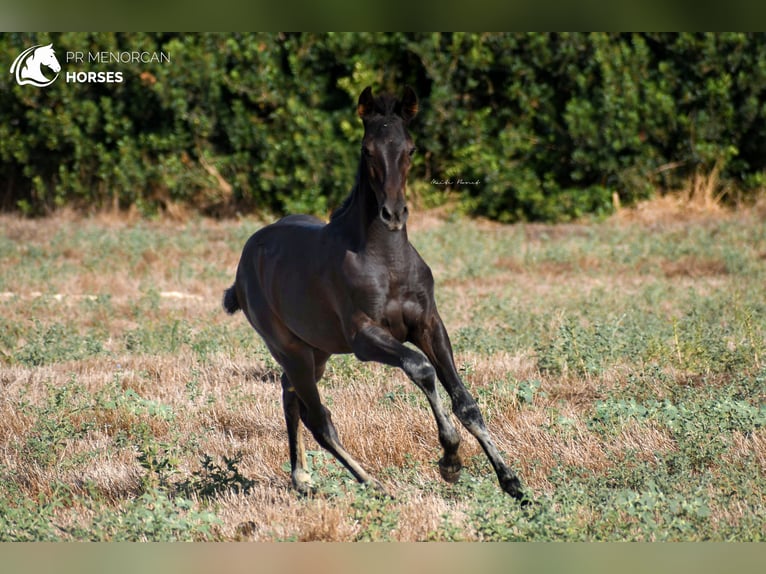 Menorcaanse Hengst 2 Jaar 161 cm Zwart in Menorca