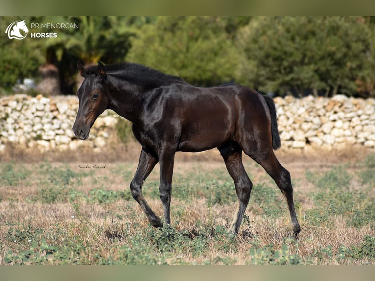 Menorcaanse Hengst 2 Jaar 161 cm Zwart in Menorca