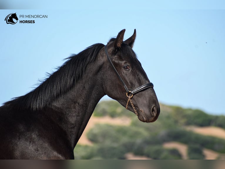 Menorcaanse Hengst 2 Jaar 162 cm Zwart in Menorca