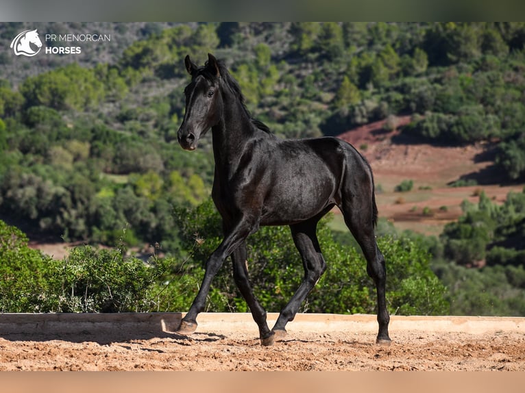 Menorcaanse Hengst 2 Jaar 162 cm Zwart in Menorca