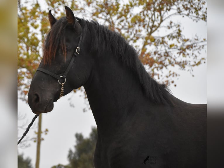 Menorcaanse Hengst 2 Jaar 162 cm Zwart in Menorca