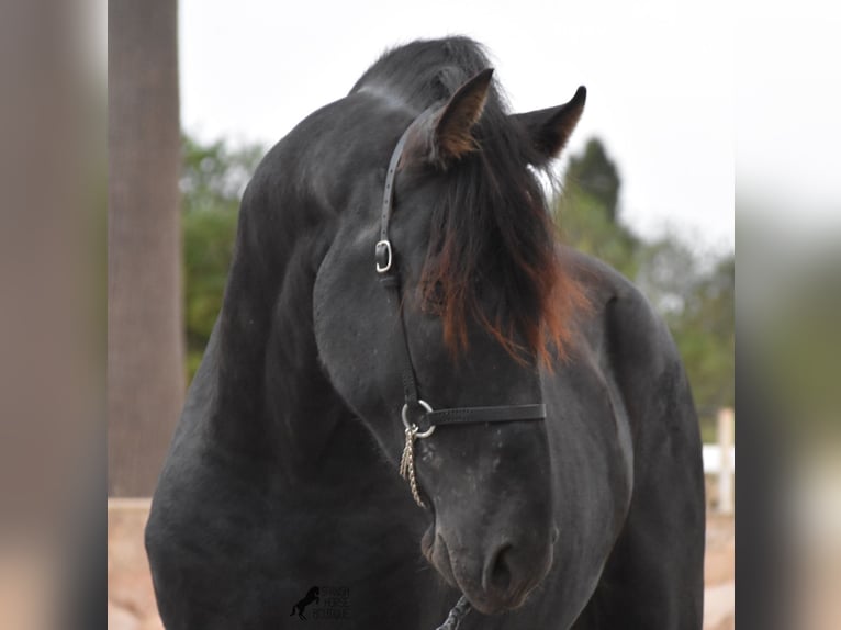 Menorcaanse Hengst 2 Jaar 162 cm Zwart in Menorca