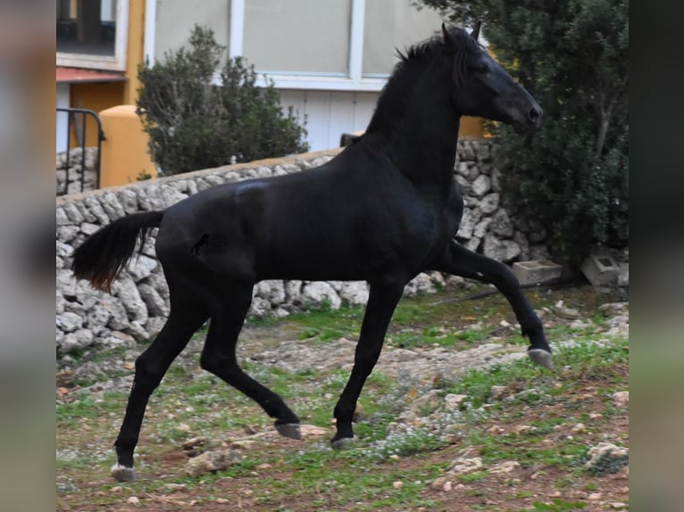 Menorcaanse Hengst 2 Jaar 162 cm Zwart in Menorca