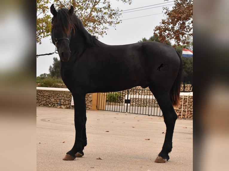 Menorcaanse Hengst 2 Jaar 162 cm Zwart in Menorca