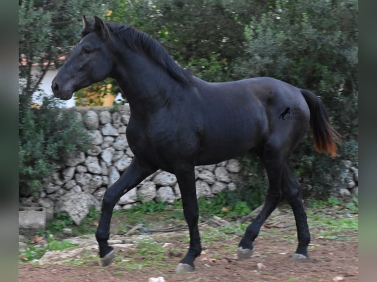 Menorcaanse Hengst 2 Jaar 162 cm Zwart in Menorca