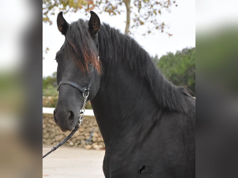 Menorcaanse Hengst 2 Jaar 162 cm Zwart in Menorca