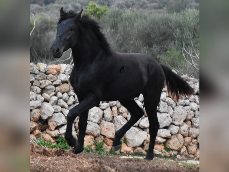 Menorcaanse Hengst 2 Jaar 162 cm Zwart in Menorca