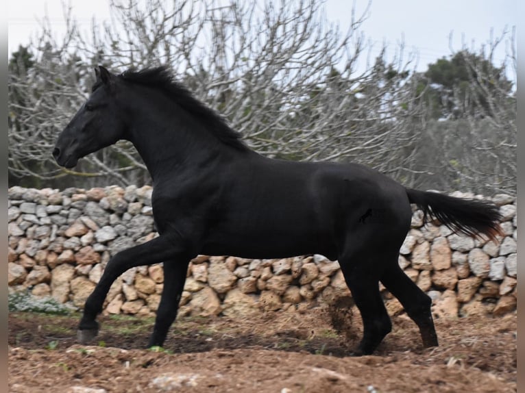 Menorcaanse Hengst 2 Jaar 162 cm Zwart in Menorca