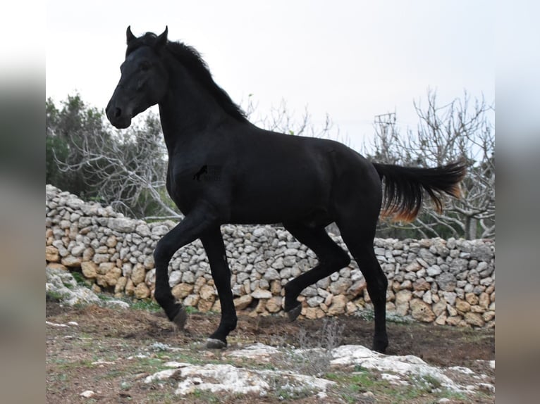 Menorcaanse Hengst 2 Jaar 162 cm Zwart in Menorca