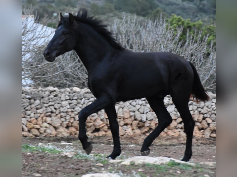 Menorcaanse Hengst 2 Jaar 162 cm Zwart in Menorca