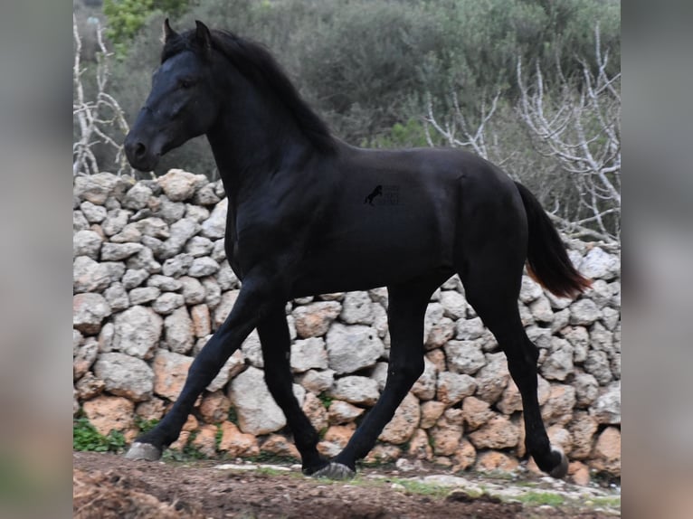 Menorcaanse Hengst 2 Jaar 162 cm Zwart in Menorca