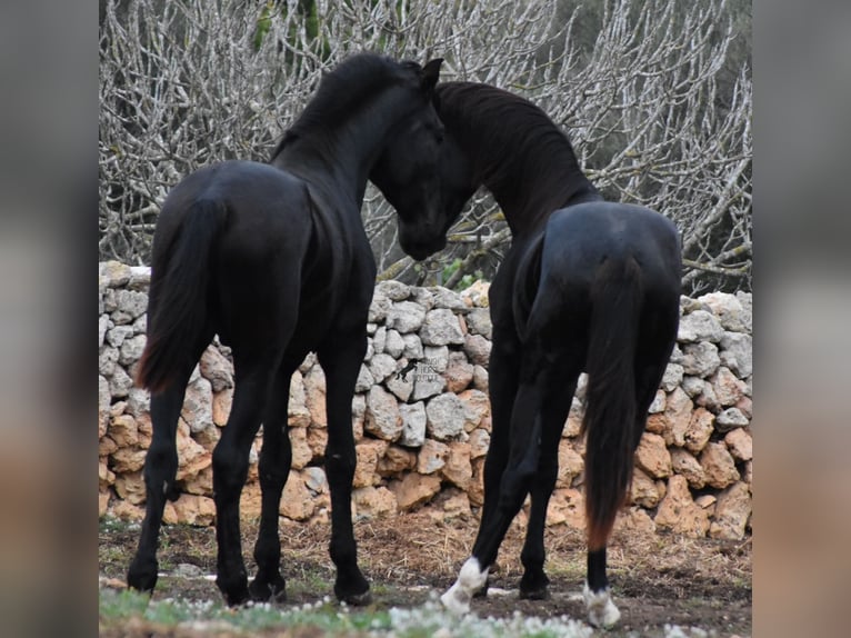 Menorcaanse Hengst 2 Jaar 162 cm Zwart in Menorca