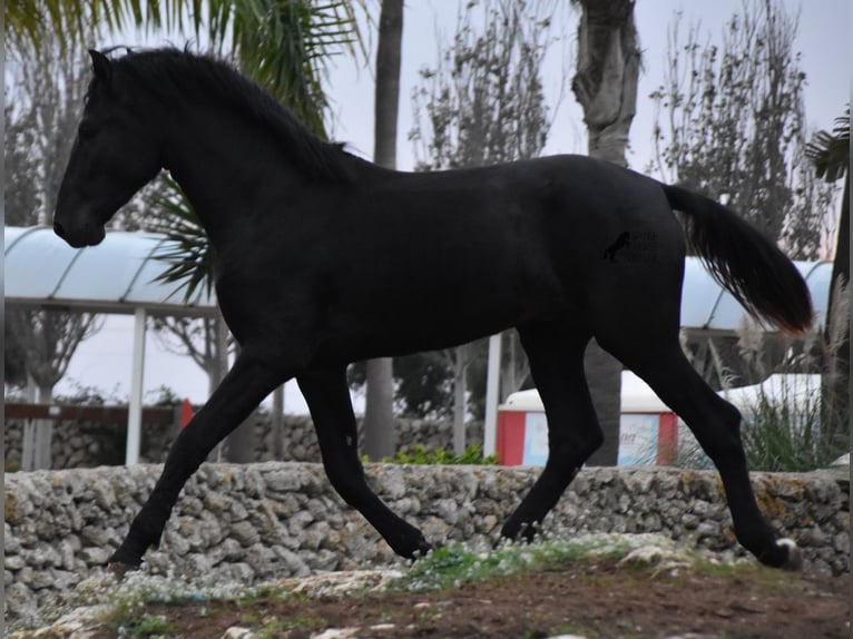 Menorcaanse Hengst 2 Jaar 162 cm Zwart in Menorca