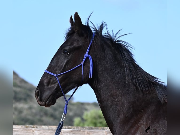 Menorcaanse Hengst 2 Jaar 162 cm Zwart in Menorca