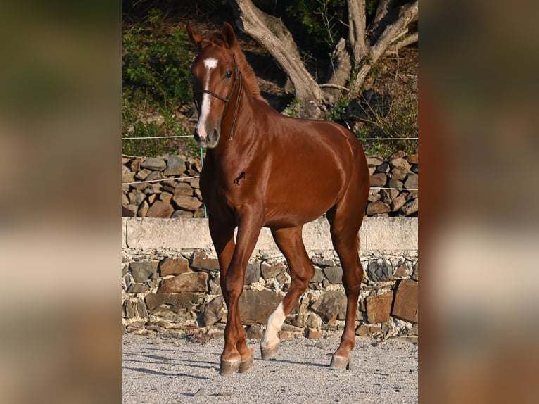 Menorcaanse Hengst 2 Jaar 164 cm Vos in Menorca