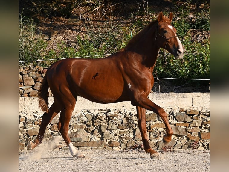 Menorcaanse Hengst 2 Jaar 164 cm Vos in Menorca