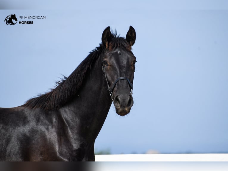 Menorcaanse Hengst 2 Jaar 165 cm Zwart in Menorca