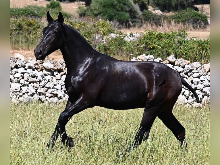 Menorcaanse Hengst 2 Jaar 165 cm Zwart in Menorca