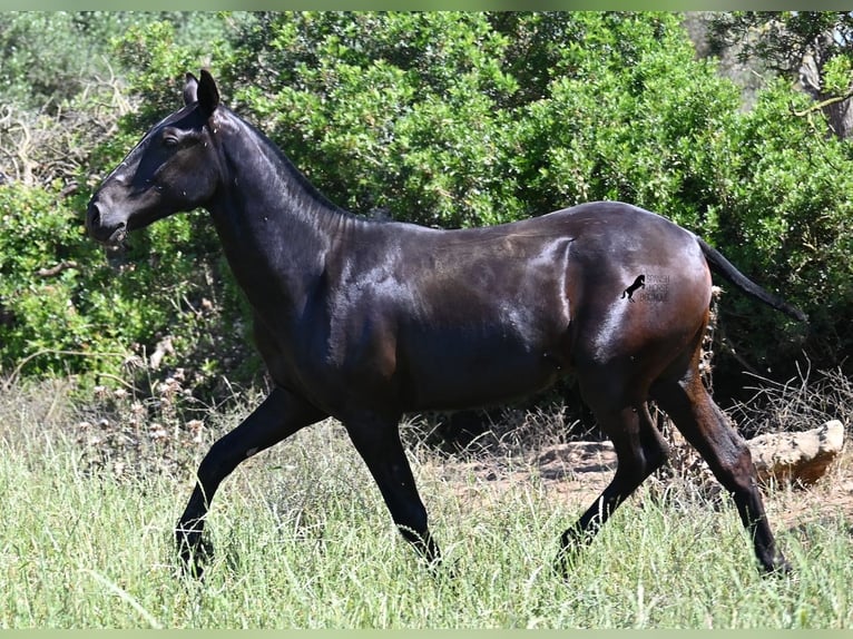 Menorcaanse Hengst 2 Jaar 165 cm Zwart in Menorca