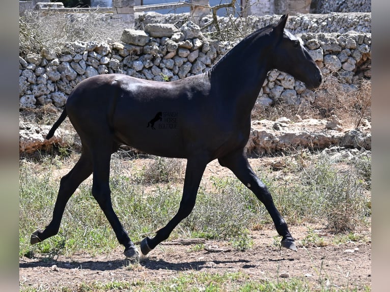 Menorcaanse Hengst 2 Jaar 165 cm Zwart in Menorca