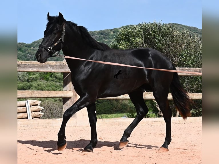 Menorcaanse Hengst 2 Jaar 169 cm Zwart in Menorca